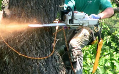 What is the Best Tree Service in Aiken, SC?